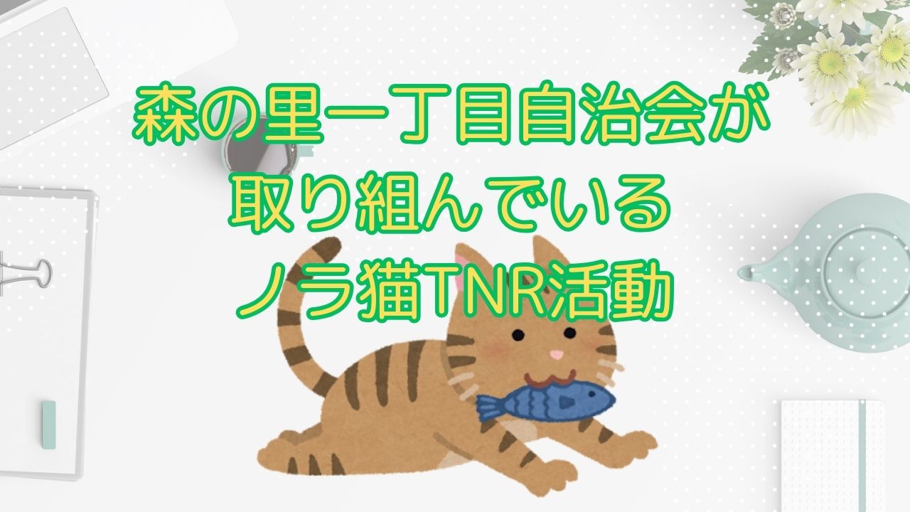 野良猫